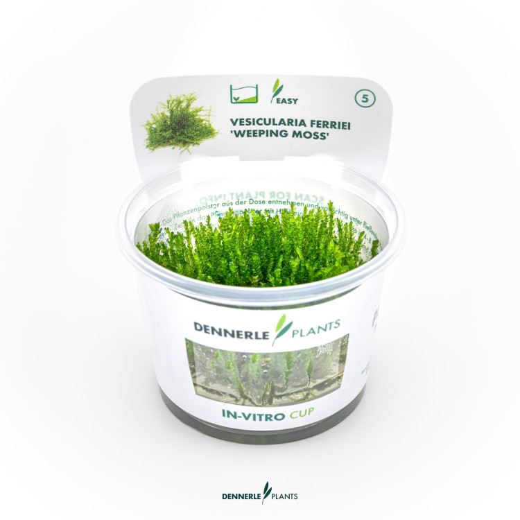 Dennerle Vesicularia ferriei (Weeping Moss) In-Vitro - imagine 5